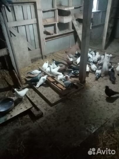 Продам голубей