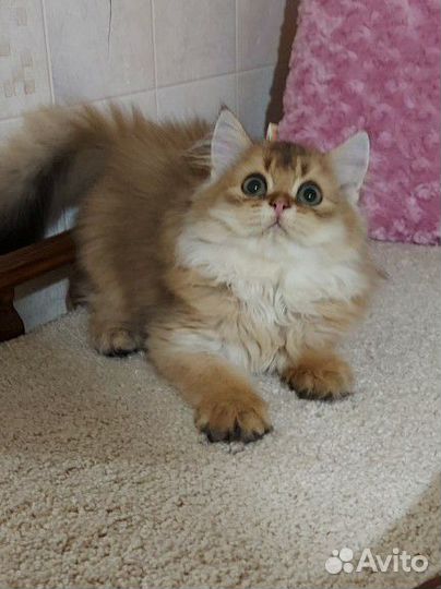 Золотая шиншилла