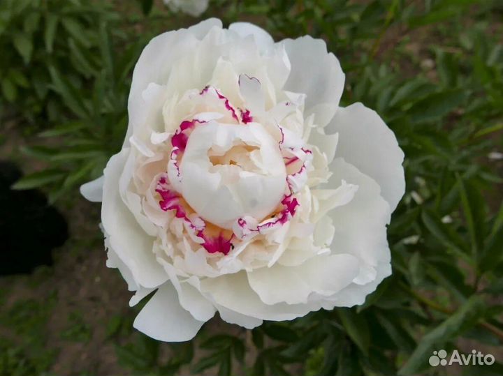 Пионы корневища Фестива Максима