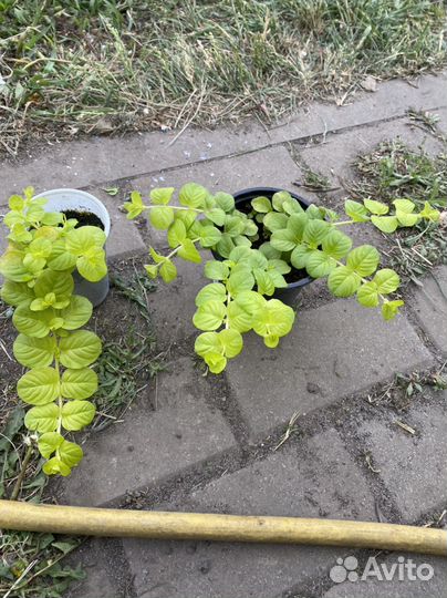 Лизимахия ампельная