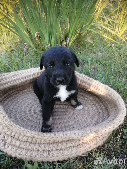 Отдам щенка