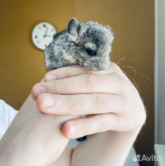 Шиншилла