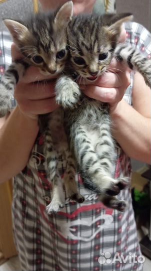 Отдам котят