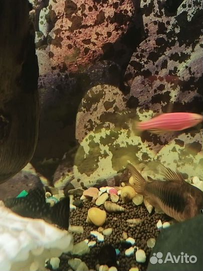 Улитки ампулярии