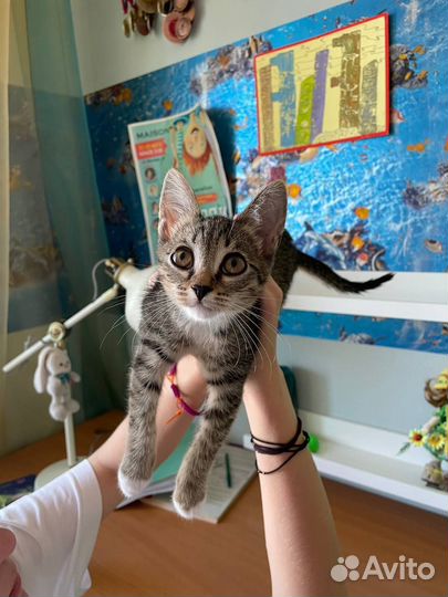 Котёнок бесплатно