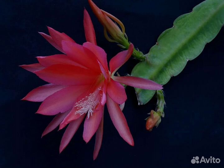 Эпифиллум (лесной кактус)