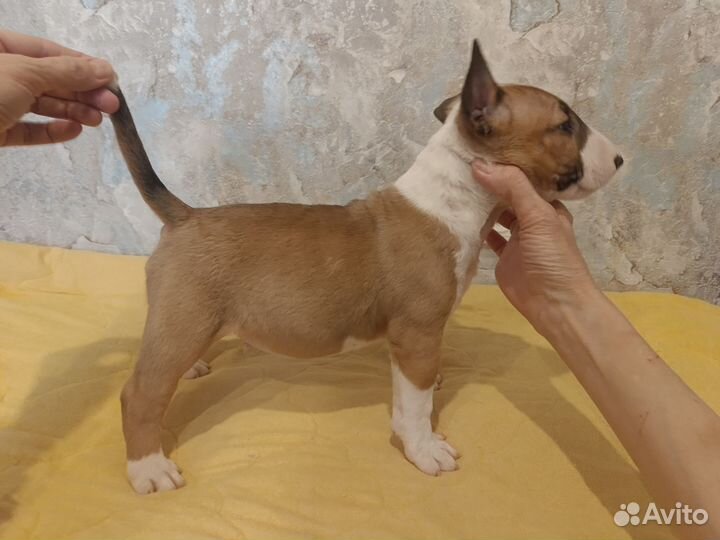 Стандартный бультерьер