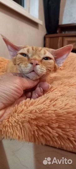 В разведение кошка или в любимцы