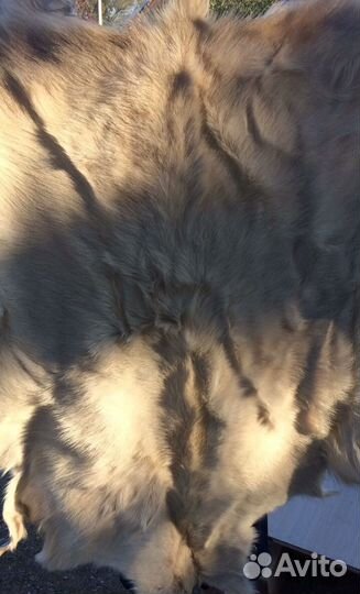 Новая шкура козлика