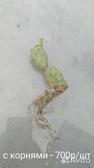 Опунция морозостойкая (зимует в Омске)