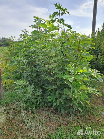 Саженцы Инжира