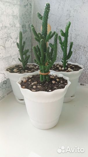 Кактус Монстроза Опунция Туна