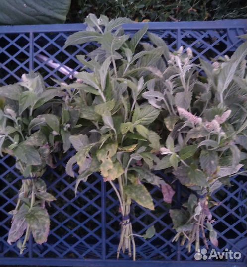 Душица, мелисса лимонная, мята перечная