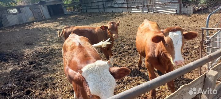 Бычки и телка