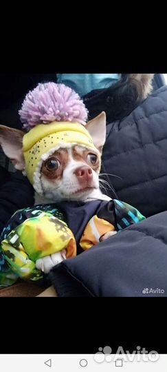 Вязка кобель чихуахуа