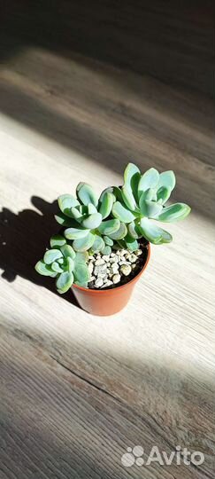 Суккуленты детки 2