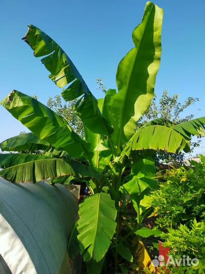 Побеги Банановой Пальмы
