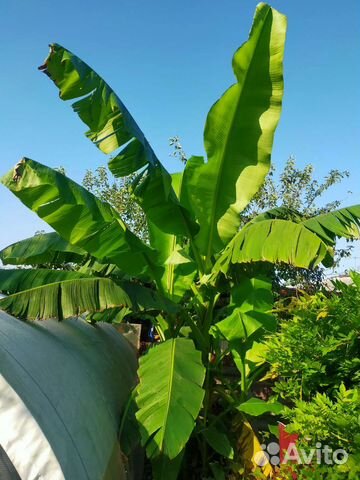 Побеги Банановой Пальмы