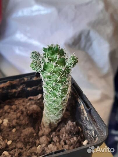 Кактус Mammillaria gracilis Pfeiff