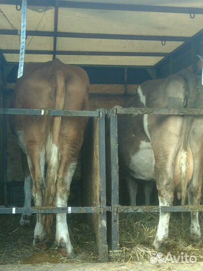 Перевозка сельскохозяйственных животных