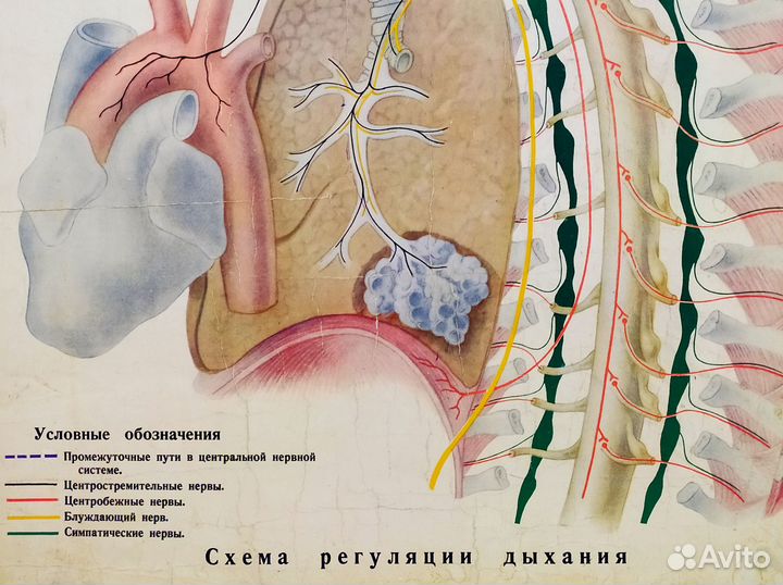 Плакат старинный 1951 год Дыхание анатомия постер