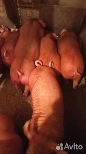 Продам поросят Дюрок 2,5 месяца