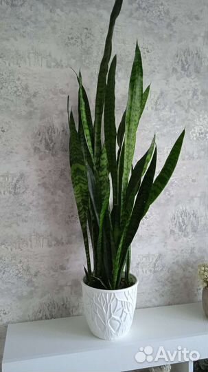 Сансевиерия