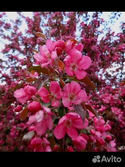 Яблоня недзвецкого