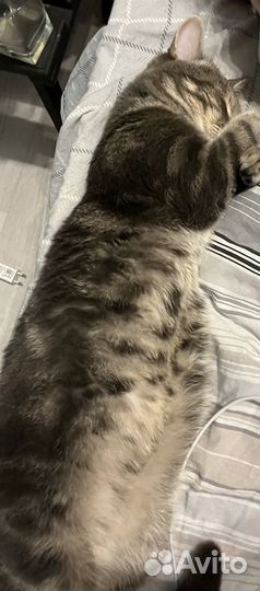 Кот