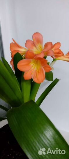 Кливия взрослое растение с горшком