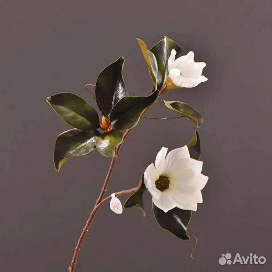 Магнолия, интерьерный цветок