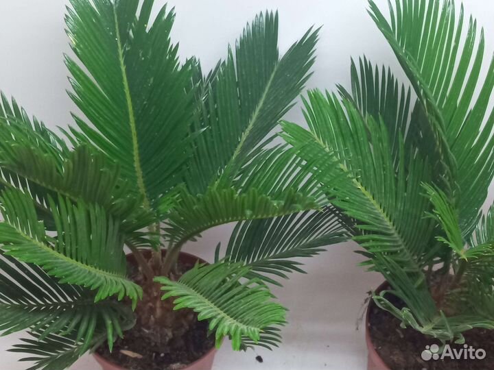 Цикас революта