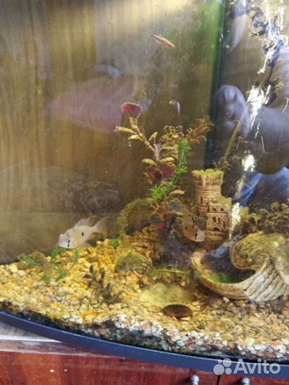 Аквариумные рыбки