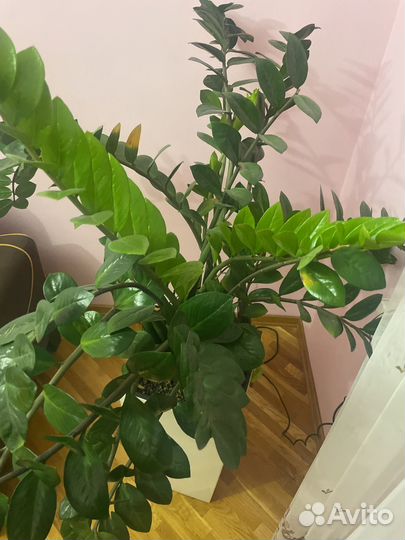 Замиокулькас комнатное растение