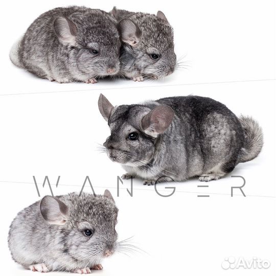 Шиншилла, все окрасы. Мальчики. Доставка