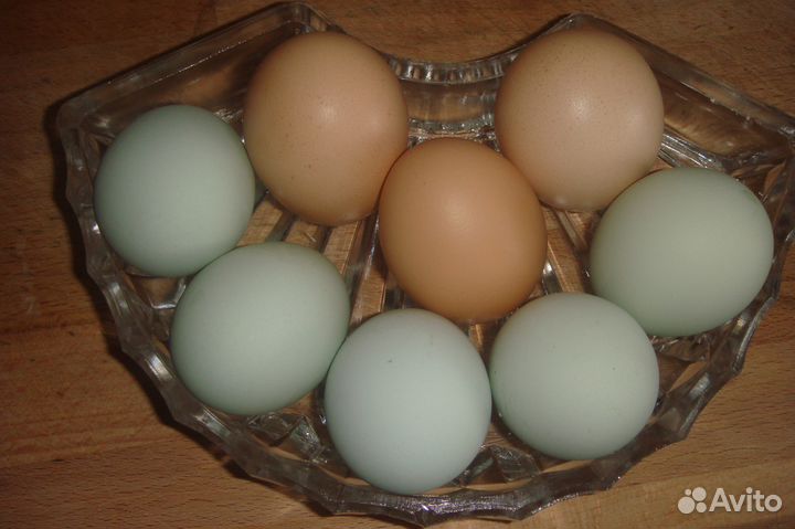 Инкубационное яйцо кремового хохлатого легбара