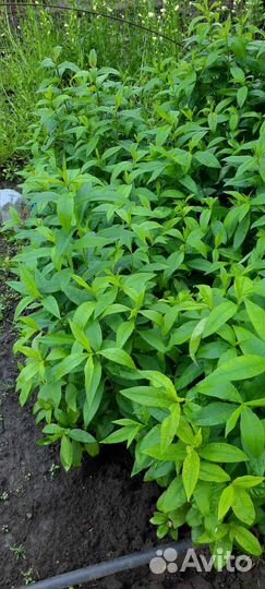 Колокольчики и флоксы