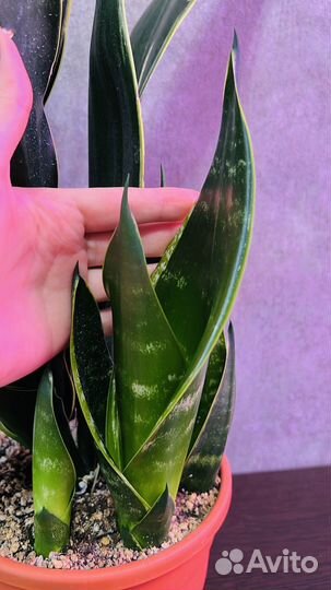 Сансевиерия Даймонд Флейм