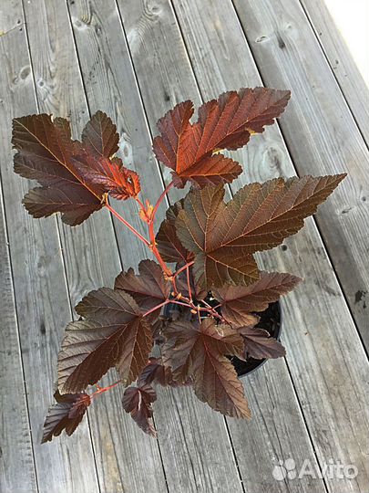 Саженцы пузыреплодника