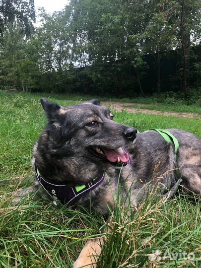 Старенькая собачка всю жизнь за решеткой