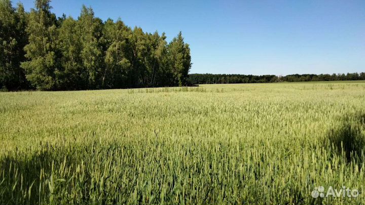 Пшеница яровая