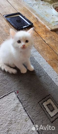 Отдам котят