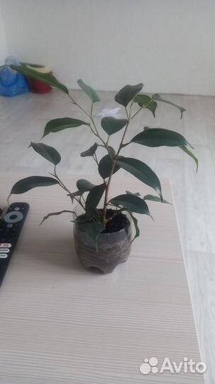 Фикус бенджамина