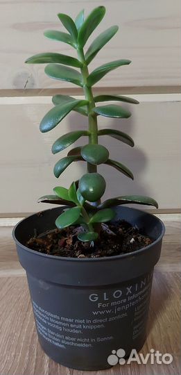 Денежное дерево толстянка крассула