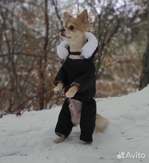 Зимний комбинезон для маленькой собачки
