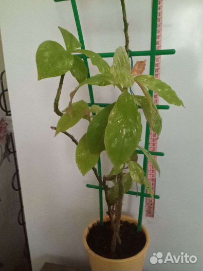 Переския годсеффа комнатное растение