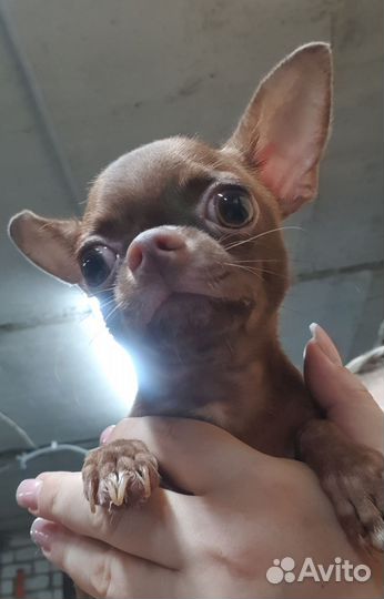 Щенки чихуахуа мальчишки