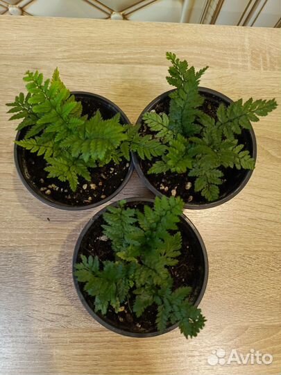 Папоротник сортовые и асплениум