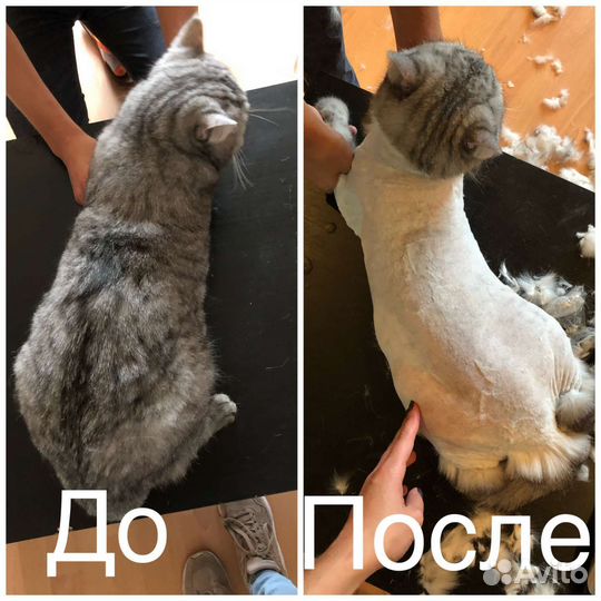 Груминг, стрижка собак и кошек