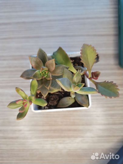 Суккуленты #1